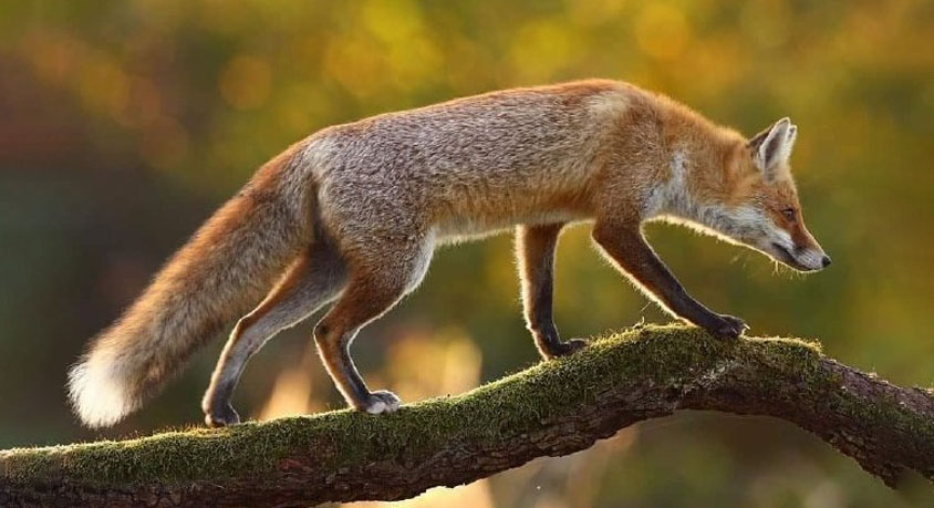 The Fox That Climbs Trees