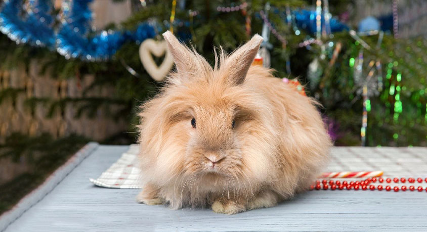 My Pet Rabbit Supplies the Wool for My Scarves