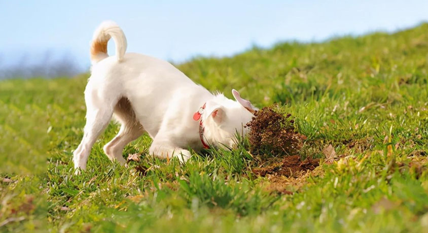Your dog eats grass every morning then throws up. Stop calling it a cleanse.
