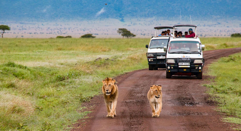 In pursuit of a Wild Legend: A Winter adventure in the Masai Mara