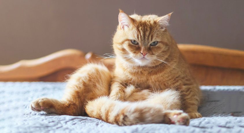 Why Does Your Cat Suddenly Stop Purring Mid-Pet?