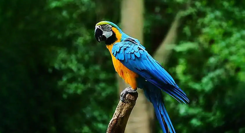 Which Parrot Personality Matches Your Lifestyle?