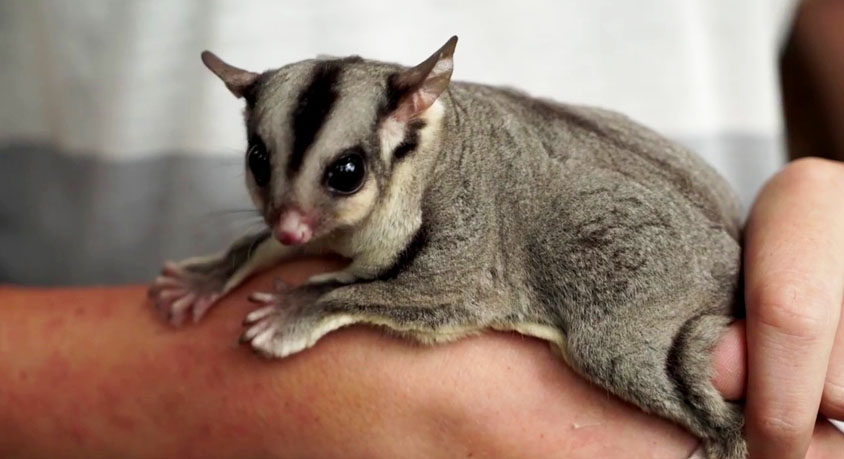 Your sugar glider barks at 3 AM like a tiny dog. That is not a happy pet.