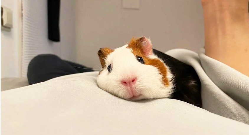 Why Your Guinea Pig "Freezes" When You Touch Them