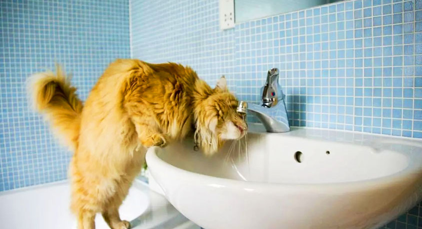 Your Cat Drinks From the Toilet &ndash; That&rsquo;s Not Gross, It&rsquo;s an Evolution Clue