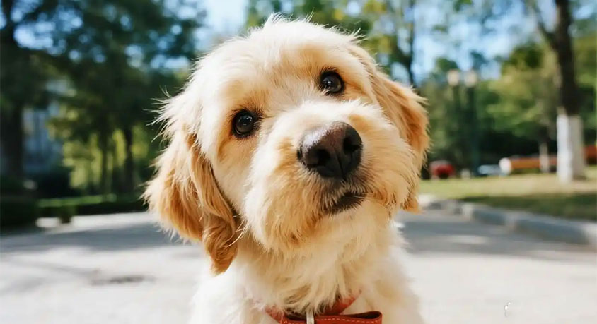 The head tilt when you open a can &ndash; it is not curiosity.
