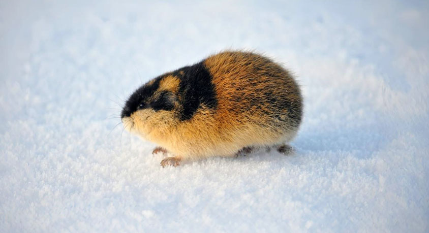Think Lemmings Are Cute? Here&rsquo;s What They Really Do to Your Home
