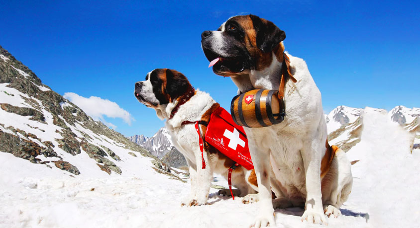 Are 'Rescue Story' Videos Doing More Harm Than Good?