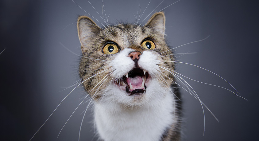 Your Senior Cat Wails at 3 AM &ndash; That&rsquo;s Not Dementia, It&rsquo;s Probably Pain or High Blood Pressure