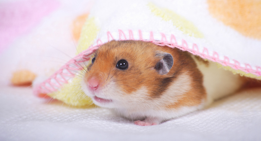 Why These Fancy Rats Make Hamsters Look Anti-Social