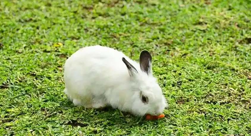 When Your Rabbit Eats Its Own Night Feces &ndash; A Gross Habit or a Hidden Superpower?