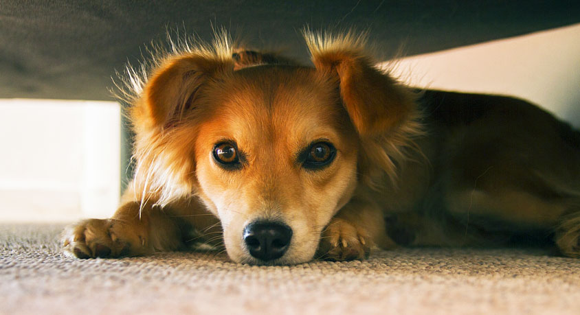 Why pets hide quietly after daily feeding