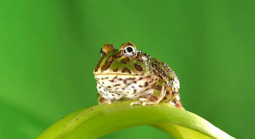 When your Pacman frog swells like a balloon: aggression or a drowning alarm?