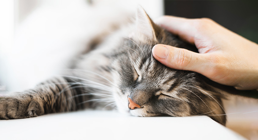 Does Slow Blinking Hide Cat Inner Anxiety