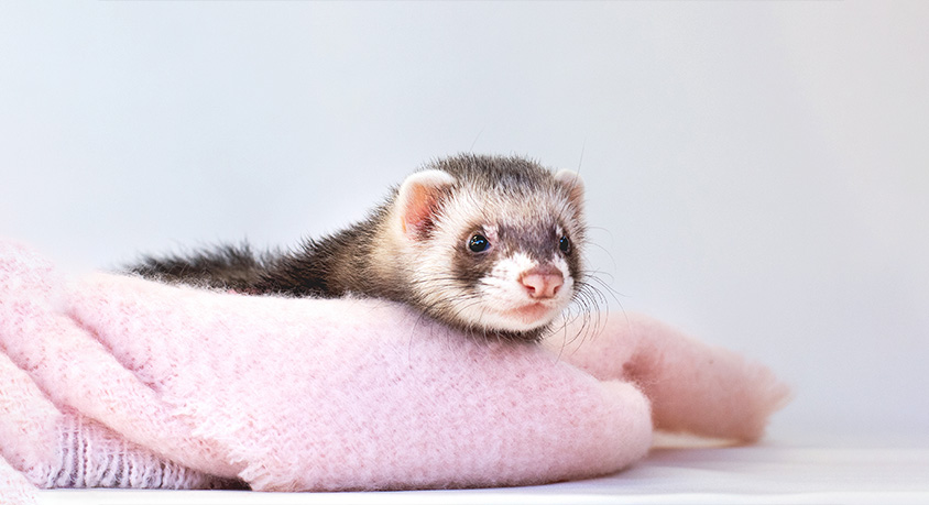 Why Your Ferret Steals Your Socks and Hides Them &ndash; Mischief or Instinct?