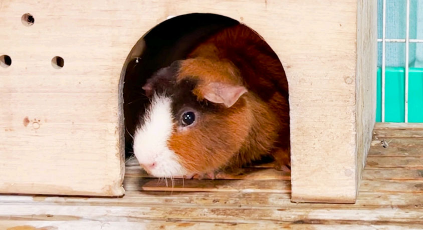 You bought a bigger cage. Your guinea pig still hides all day. Here is why.