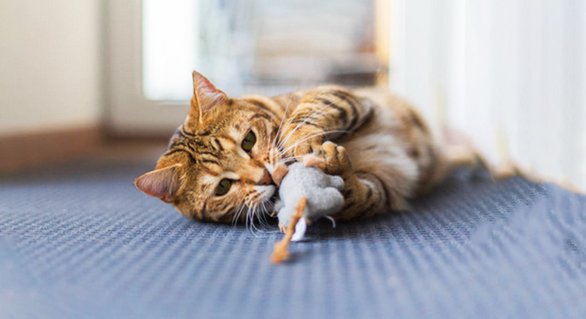 Not a &ldquo;Bad&rdquo; Cat at 3 AM &ndash; Just a Little Hunter With an Unmet Need