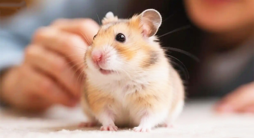 Why Does Your Hamster Suddenly Freeze Like a Statue?