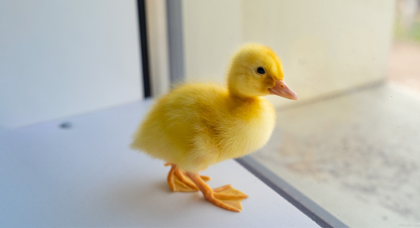 Choosing Your Flock: A Guide to the Most Personable (and Productive) Pet Duck Breeds
