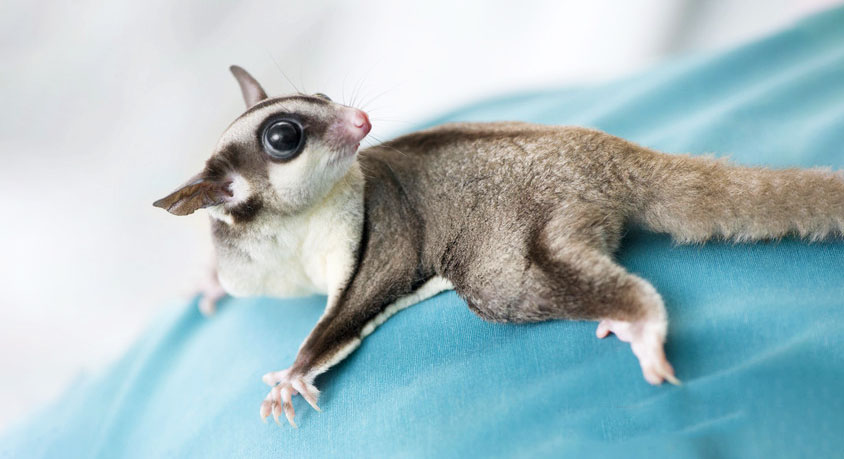 Why Your Sugar Glider Barks at 3 AM – Annoying Habit or Hidden SOS?