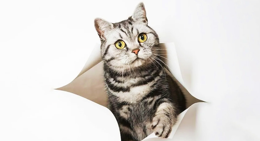 The Dark Side of Calm Pet TikTok
