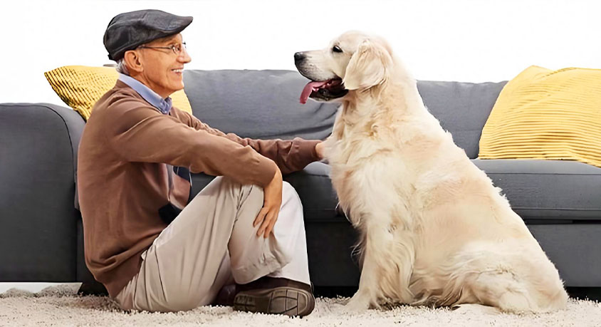 When Your Senior Dog Ignores You, It Might Not Be “Dementia”