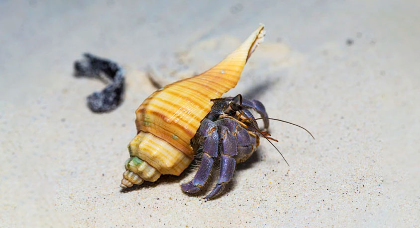 When hermit crab drags a painted shell: a home or a poisoned prison?