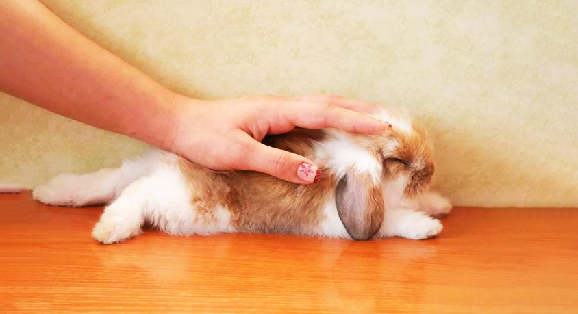 Why your rabbit thumps its hind legs at night