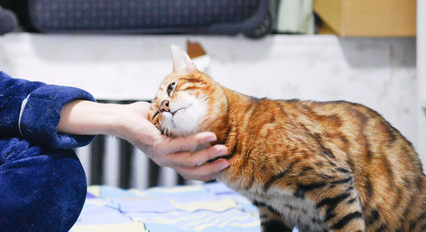 Your cat rubs her face on your leg 12 times. That is not a hug.