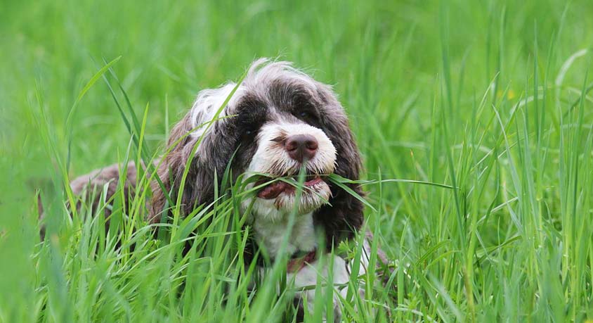 The dog who craves grass before breakfast: nausea or a forgotten wild ritual?