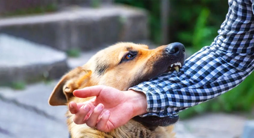 The Playful Nip on Your Hand Isn't Dominance. So What Is It?