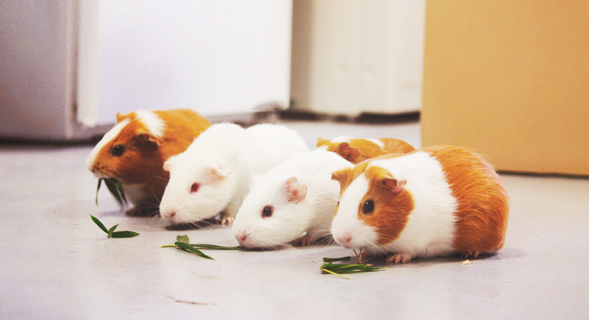 Why your guinea pig freezes when you pick it up