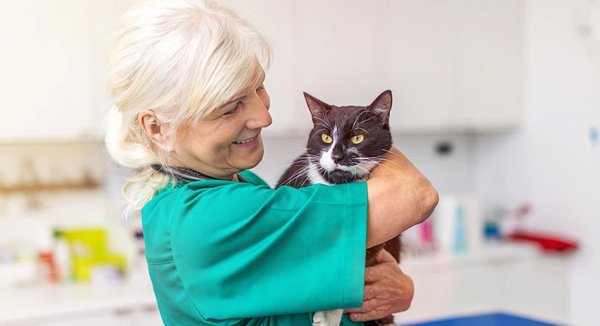 A cat purring on the vet's table &ndash; not contentment but a cry for help.