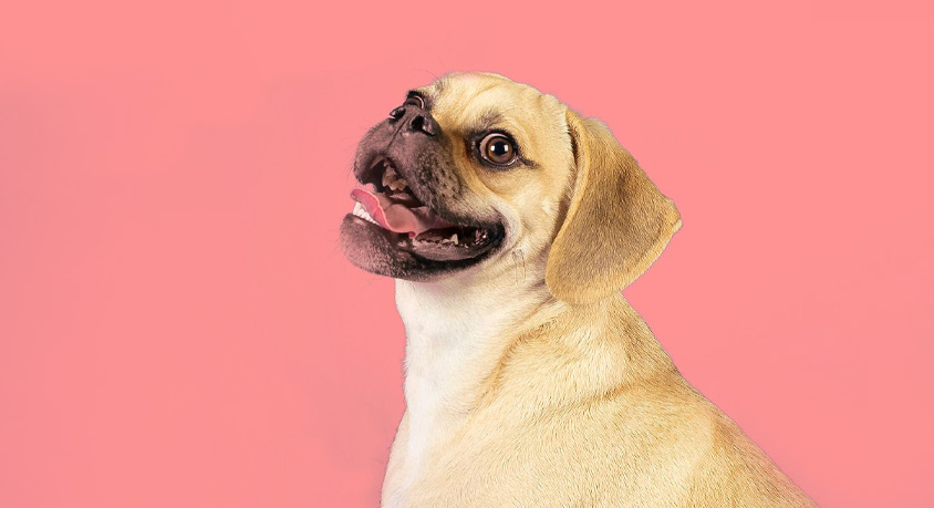 Everyone Loves Puggles Online&hellip; But No One Tells You This Part