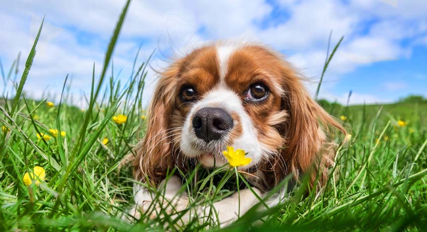 Grass Eating in Dogs &ndash; Not an Upset Stomach, But an Ancient Instinct