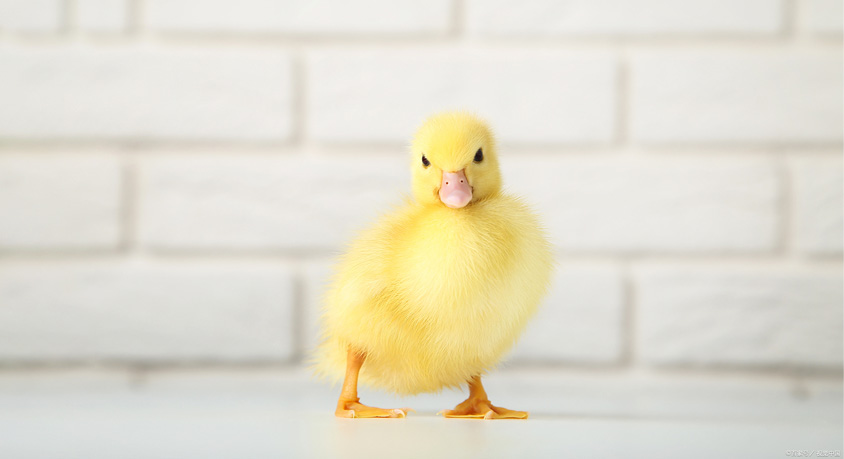 Why Everyone Is Obsessed With Backyard Ducks Right Now