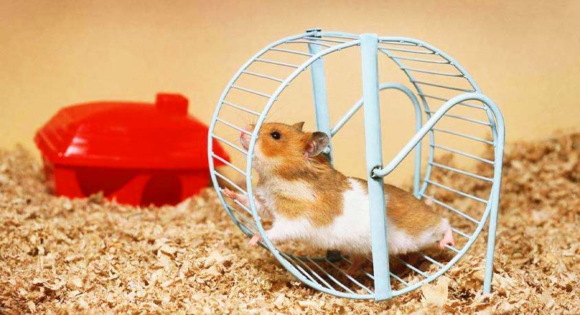 8 hours on the wheel and still running &ndash; is your hamster stressed?