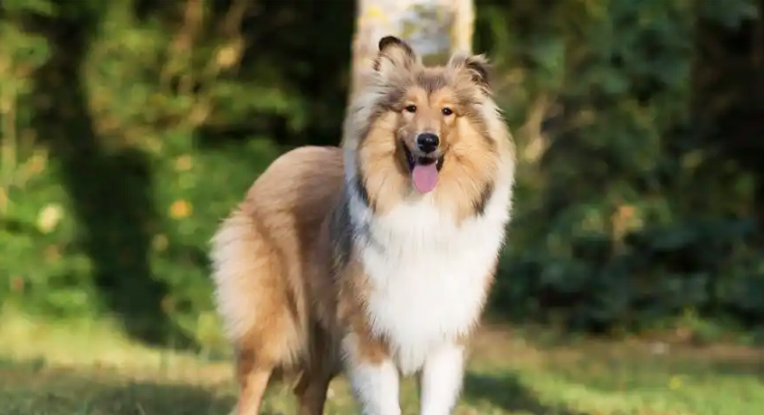 It's not some walking mop, but a sheepdog genius sporting dreadlocks
