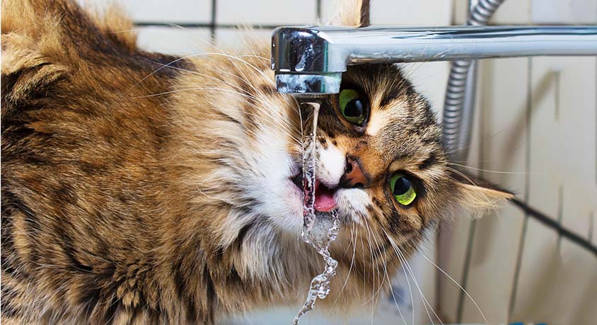 That extra water bowl won't help your old cat. She needs moving water.