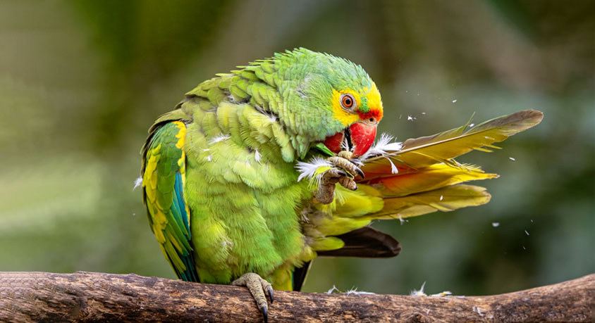 Why your parrot plucks its feathers when you&rsquo;re busy
