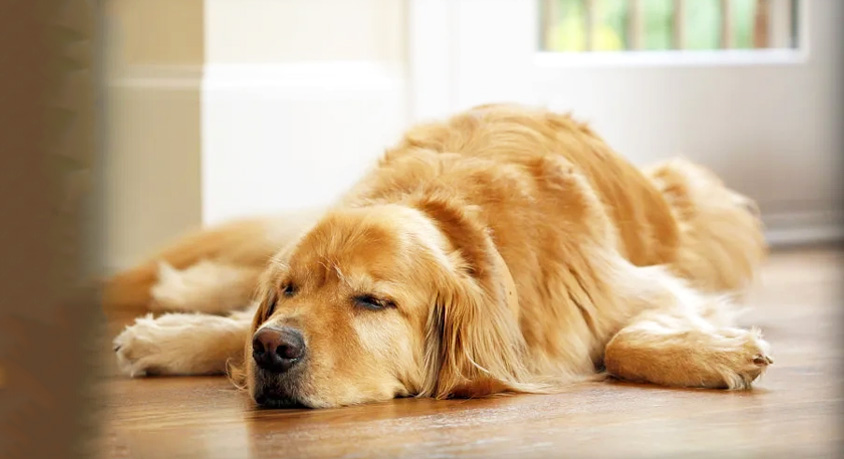 Your Dog Destroys the Couch When You Leave &ndash; It&rsquo;s Not Revenge, It&rsquo;s Panic