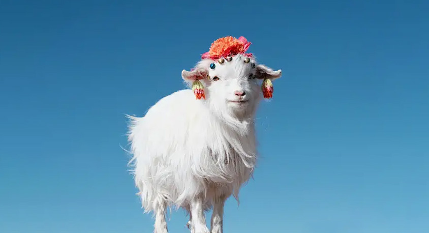 No Shearing Required! The Best &lsquo;Hair Sheep&rsquo; Breeds for Easy-Care Backyard Pets