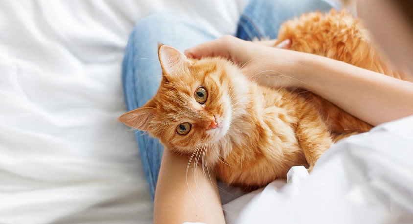Why Your Cat Suddenly Swats Your Hand During Belly Rubs
