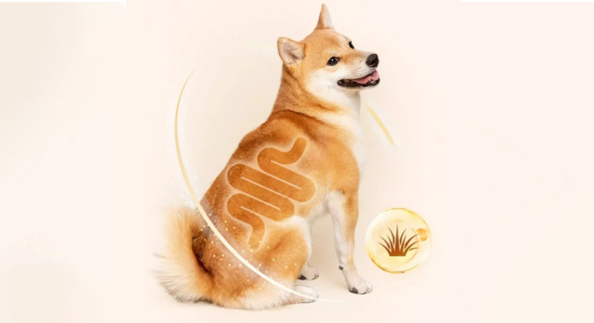 The probiotic powder in the bowl &ndash; not all bacteria are your dog's friends.