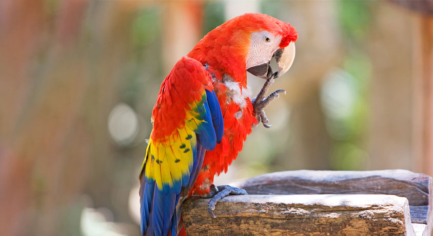 BirdTikTok Teaching Parrots to Swear? Linguists and Bird Trainers Sound the Alarm