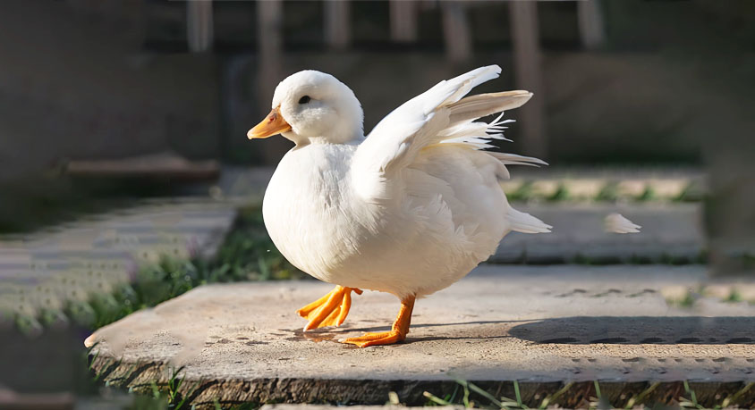 The duck who shakes his head after eating: joy or a throat full of rice?