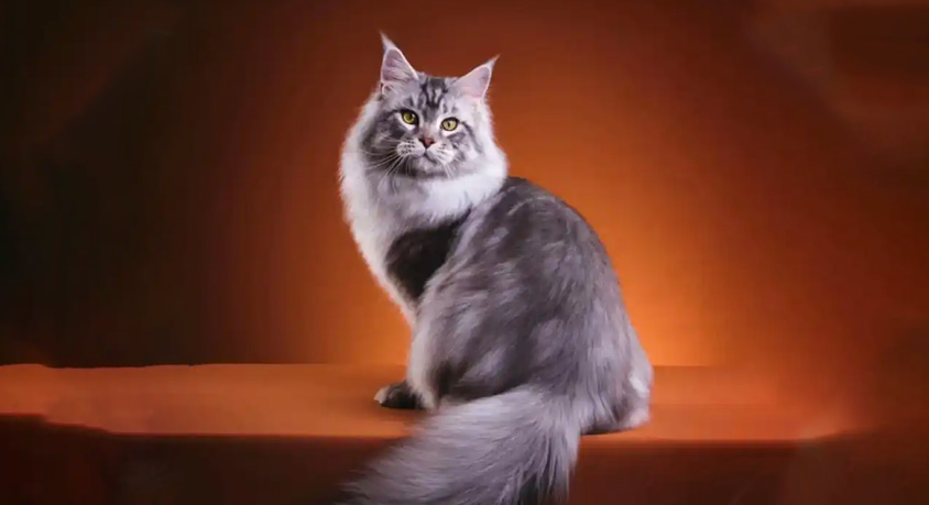 I Knew Maine Coons Were Big. I Didn&rsquo;t Know They Were This Big