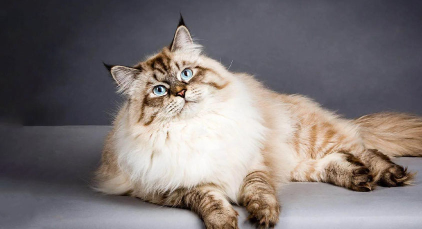 No One Explains This Before You Buy a &ldquo;Hypoallergenic&rdquo; Cat