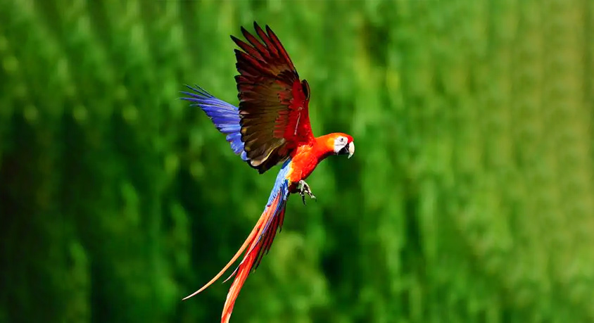 When a parrot fluffs up: cozy posture or a silent emergency?